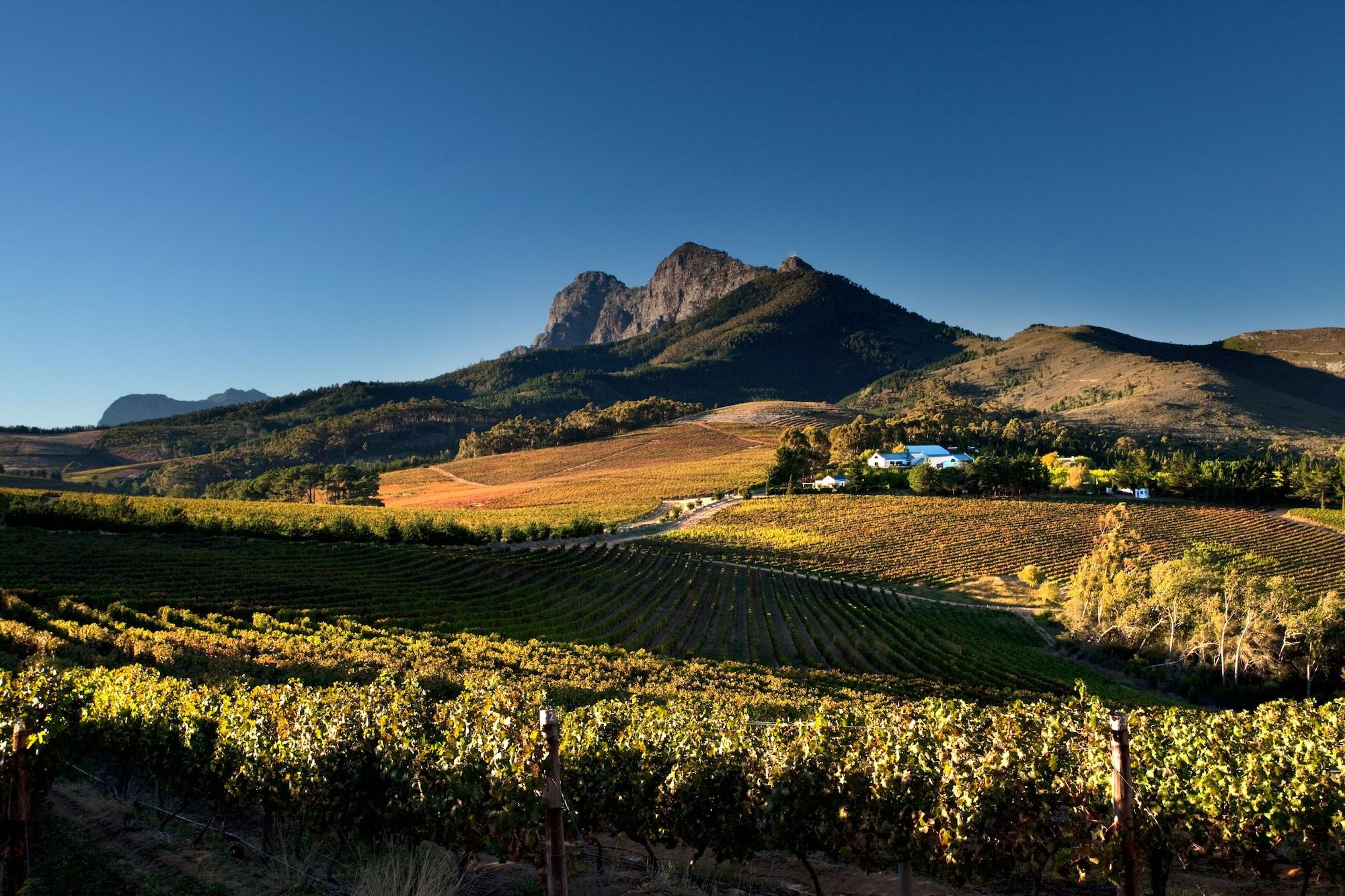 Marianne Wine Estate Bed & Breakfast สเตลเลนบอช ภายนอก รูปภาพ