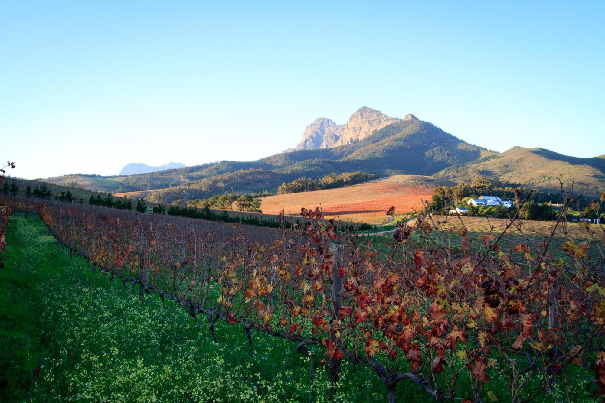 Marianne Wine Estate Bed & Breakfast สเตลเลนบอช ภายนอก รูปภาพ